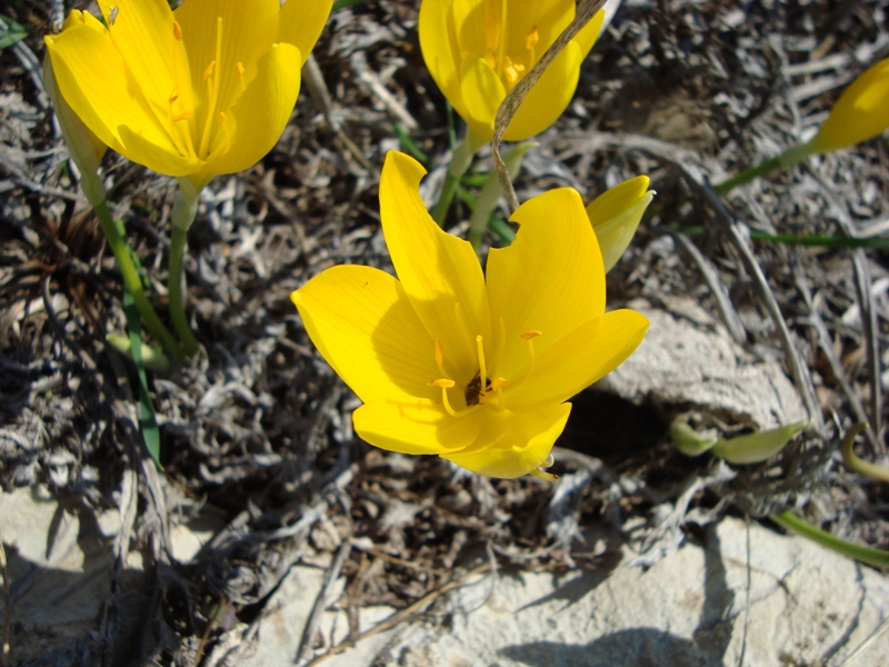 Stenbergia lutea